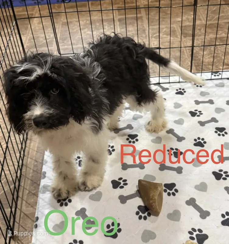 Oreo – Cavapoo puppy for sale in Wilmington, NC
