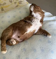 Rusty, a male Poodle - Miniature  for sale in Wilmington, NC – 2 of 3
