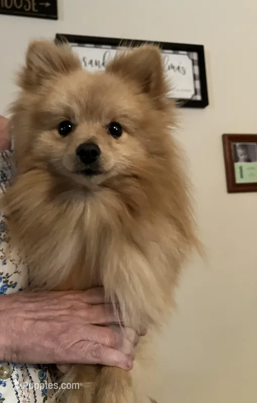 Nicki – Pomeranian puppy for sale in Wilmington, NC