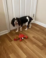 Daisy, a female Cavalier King Charles Spaniel for sale in Wilmington, NC – 5 of 5