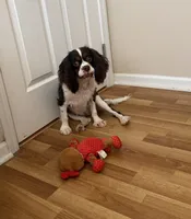 Daisy, a female Cavalier King Charles Spaniel for sale in Wilmington, NC – 4 of 5