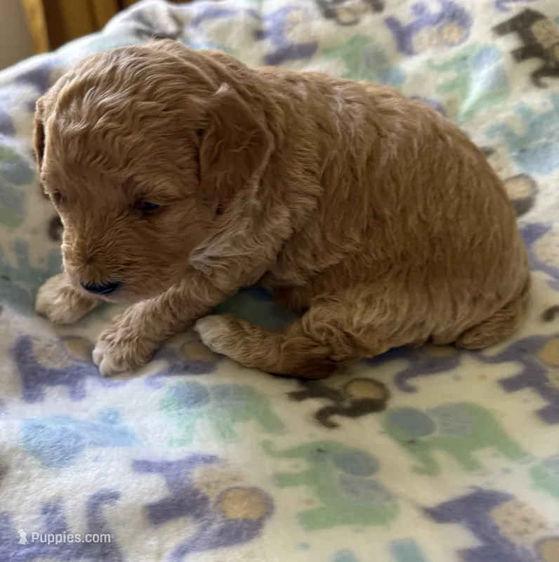 Chester – Poodle - Miniature  puppy for sale in Wilmington, NC