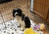 Oreo, a male Cavapoo for sale in Wilmington, NC – 3 of 3