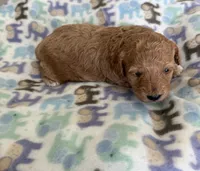 Chester, a male Poodle - Miniature  for sale in Wilmington, NC – 4 of 4