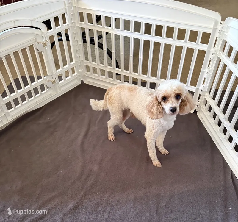 Nelson – Poodle - Miniature  puppy for sale in Wilmington, NC