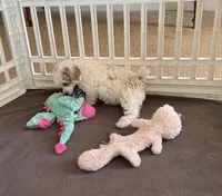 June, a female Poodle - Miniature  for sale in Wilmington, NC – 2 of 4
