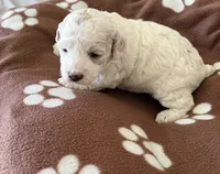 June, a female Poodle - Miniature  for sale in Wilmington, NC – 3 of 4