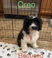 Oreo, a male Cavapoo for sale in Wilmington, NC – 2 of 3