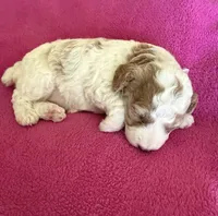 Rose, a female Poodle - Miniature  for sale in Wilmington, NC – 2 of 2