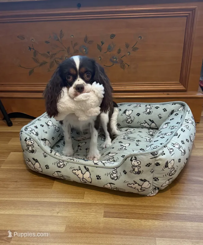 Daisy – Cavalier King Charles Spaniel puppy for sale in Wilmington, NC