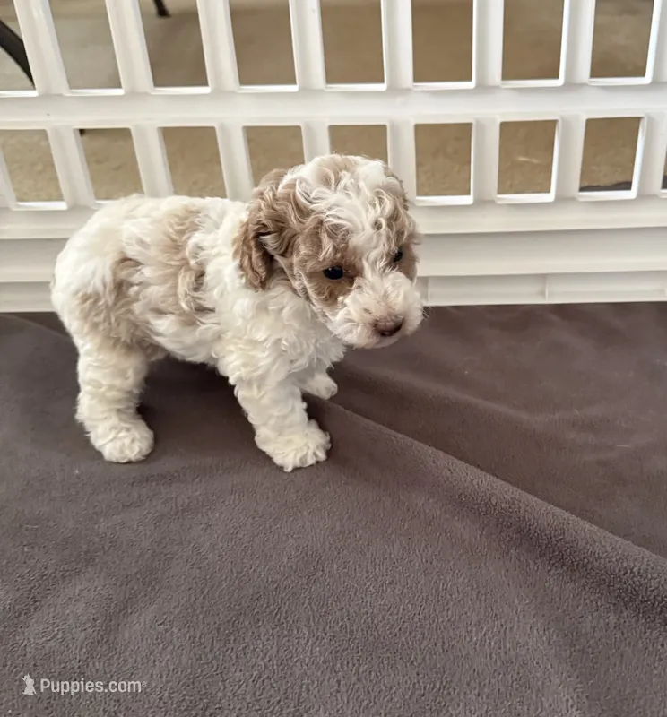Rose – Poodle - Miniature  puppy for sale in Wilmington, NC