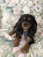 Rven, a female Cavalier King Charles Spaniel for sale in Wilmington, NC – Photo 2 of 2