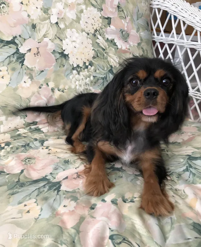 Rven – Cavalier King Charles Spaniel puppy for sale in Wilmington, NC