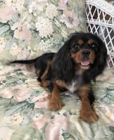 Rven, a female Cavalier King Charles Spaniel for sale in Wilmington, NC – Photo 1 of 2