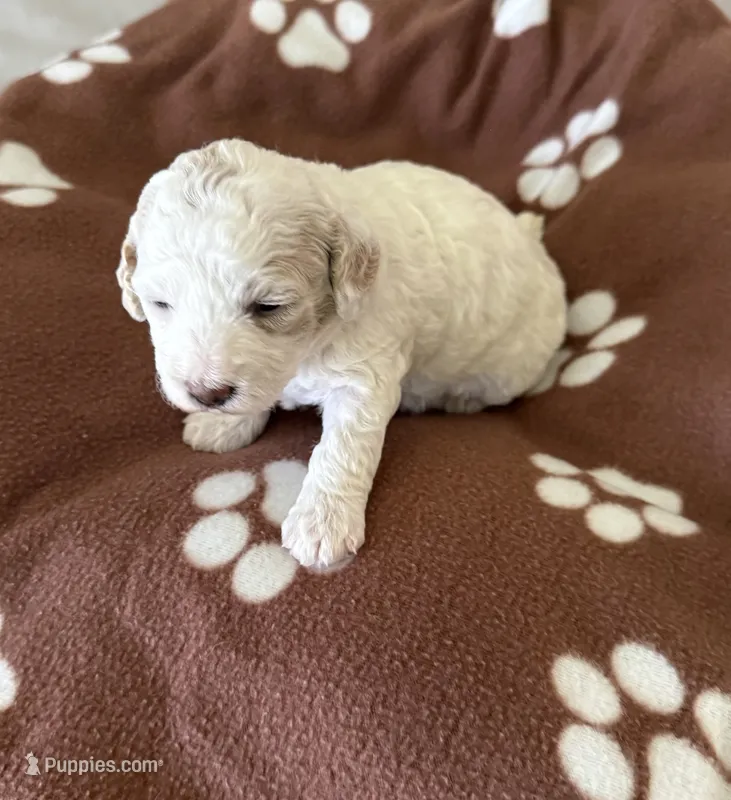 June – Poodle - Miniature  puppy for sale in Wilmington, NC