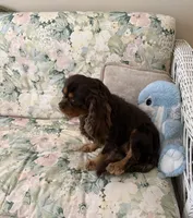 Romeo  , a male Cavalier King Charles Spaniel for sale in Wilmington, NC – 4 of 4