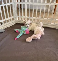 June, a female Poodle - Miniature  for sale in Wilmington, NC – 3 of 4