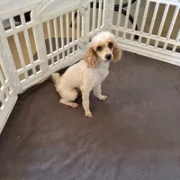 Nelson, a male Poodle - Miniature  for sale in Wilmington, NC – 2 of 4