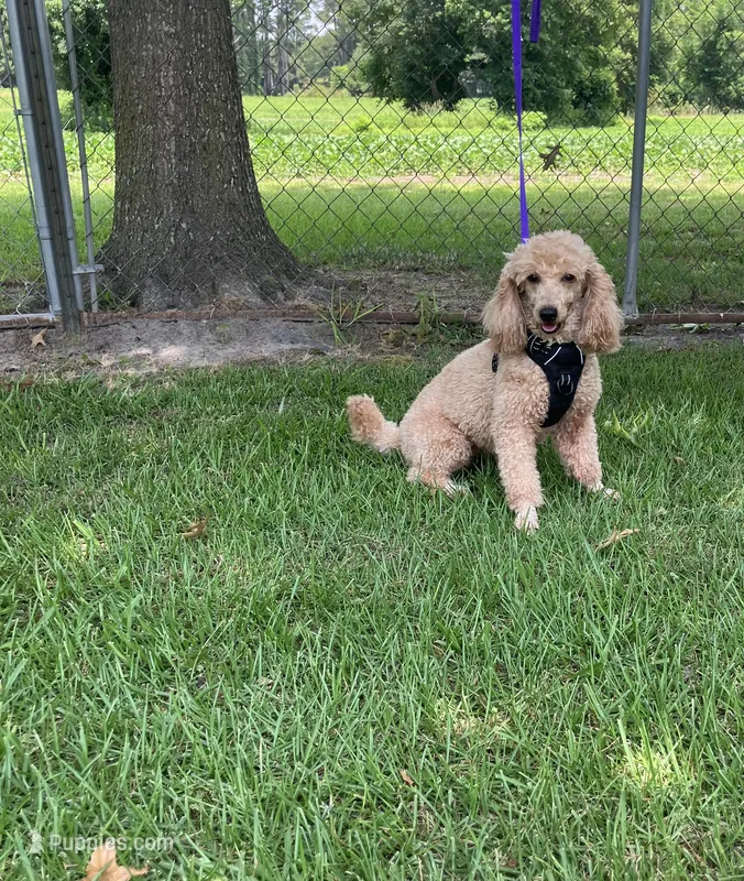 Scarlet – Poodle - Miniature  puppy for sale in Wilmington, NC