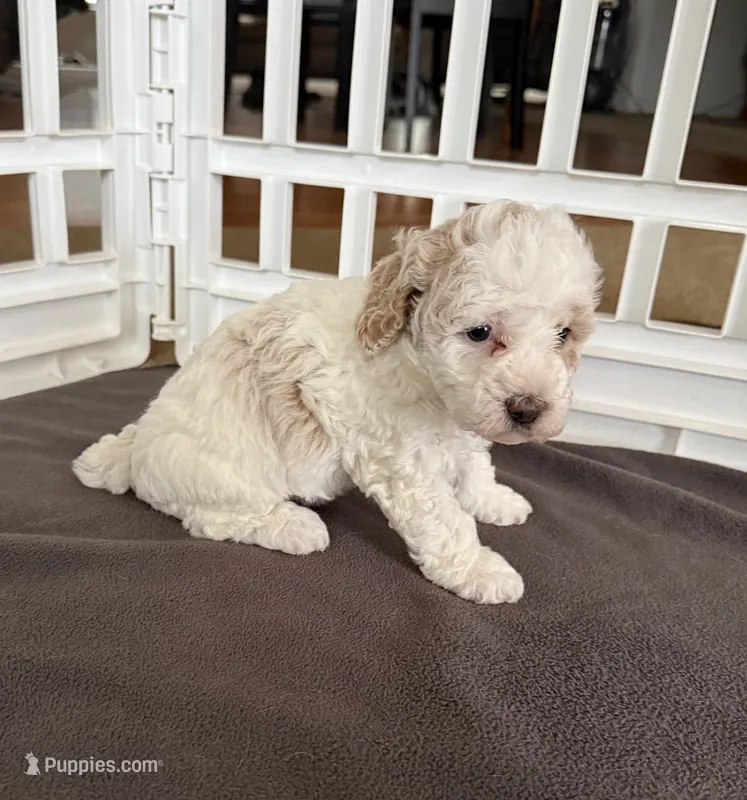 June – Poodle - Miniature  puppy for sale in Wilmington, NC