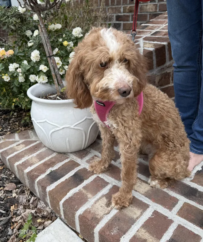 Parker – Miniature Bernedoodle puppy for sale in Wilmington, NC