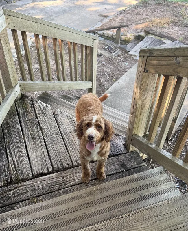 Parker – Miniature Bernedoodle puppy for sale in Wilmington, NC