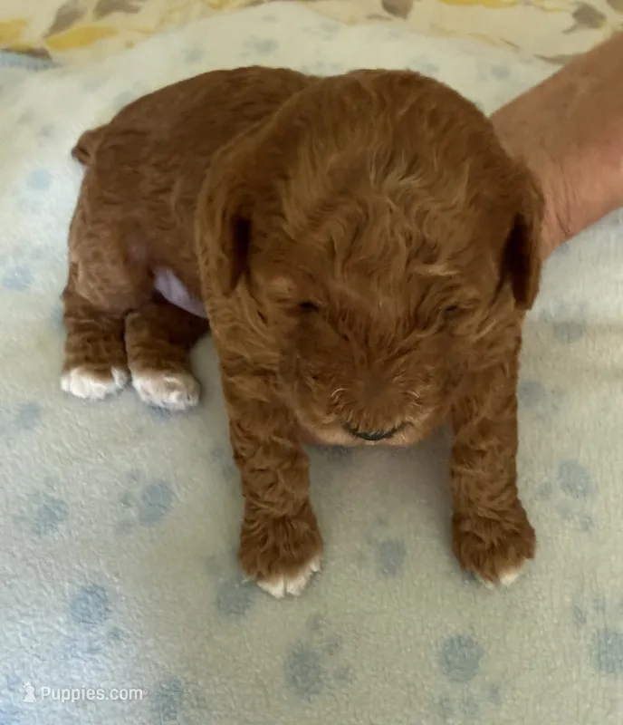 Rusty – Poodle - Miniature  puppy for sale in Wilmington, NC