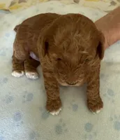 Rusty, a male Poodle - Miniature  for sale in Wilmington, NC – 1 of 3