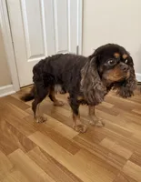 Romeo  , a male Cavalier King Charles Spaniel for sale in Wilmington, NC – 2 of 4