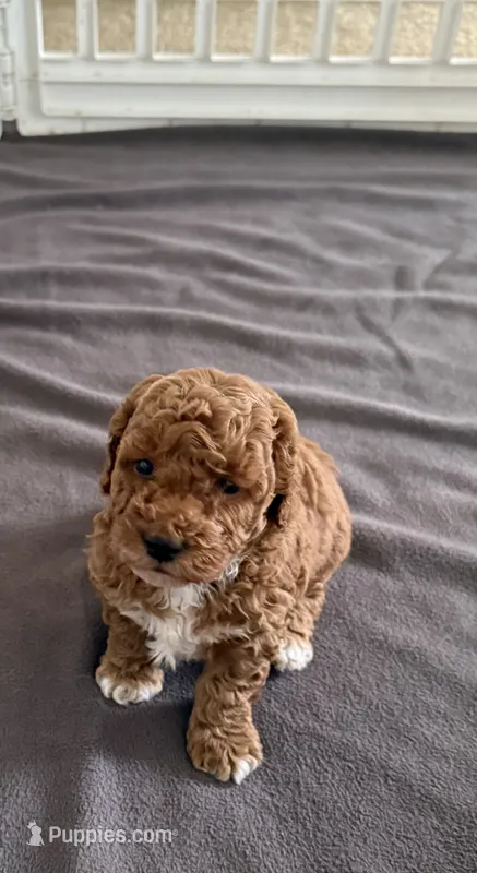 Rusty – Poodle - Miniature  puppy for sale in Wilmington, NC