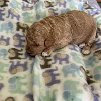 Chester, a male Poodle - Miniature  for sale in Wilmington, NC – 3 of 4
