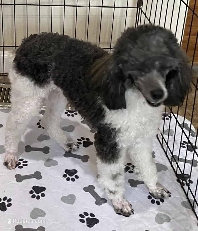 Max, a male Poodle - Miniature  for sale in Wilmington, NC – Photo 1 of 2