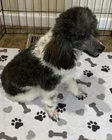 Max, a male Poodle - Miniature  for sale in Wilmington, NC – Photo 2 of 2