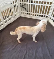 Nelson, a male Poodle - Miniature  for sale in Wilmington, NC – 4 of 4
