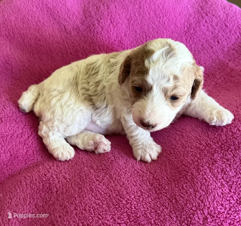 Rose – Poodle - Miniature  puppy for sale in Wilmington, NC