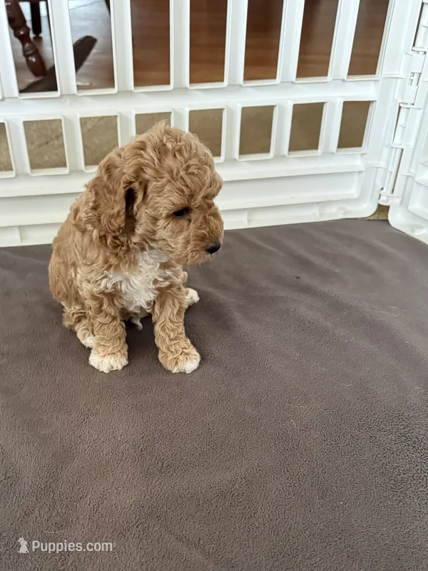 Chester – Poodle - Miniature  puppy for sale in Wilmington, NC