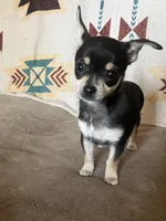 Jasmine , a female Chihuahua for sale in Boyd, TX – Photo 2 of 4