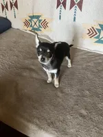 Jasmine , a female Chihuahua for sale in Boyd, TX – Photo 4 of 4