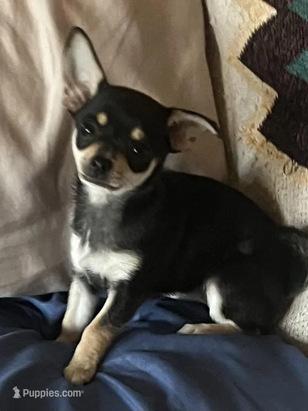 Jasmine  – Chihuahua puppy for sale in Boyd, TX