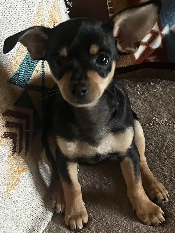 Bugsy – Chihuahua puppy for sale in Boyd, TX