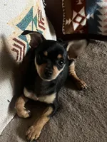 Bugsy, a male Chihuahua for sale in Boyd, TX – Photo 2 of 4