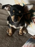 Bugsy, a male Chihuahua for sale in Boyd, TX – Photo 3 of 4