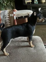 Bugsy, a male Chihuahua for sale in Boyd, TX – Photo 4 of 4