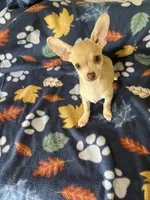 Batty, a male Chihuahua for sale in Boyd, TX – Photo 5 of 6