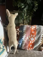 Little Tinker, a male Chihuahua for sale in Boyd, TX – Photo 3 of 3