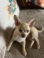 Little Tinker, a male Chihuahua for sale in Boyd, TX – Photo 1 of 3