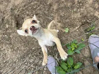 Batty, a male Chihuahua for sale in Boyd, TX – Photo 6 of 6