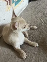 Little Tinker, a male Chihuahua for sale in Boyd, TX – Photo 2 of 3