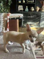 Batty, a male Chihuahua for sale in Boyd, TX – Photo 4 of 6