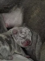 TATER, a male French Bulldog for sale in Hanover, PA – Photo 4 of 4